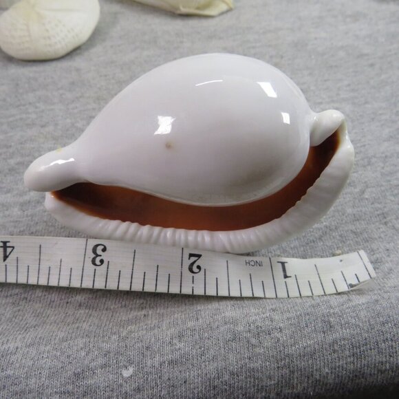 REAL White Sea Shells (8" Abalone Shell and variety of others) 2 pounds + - Picture 10 of 12